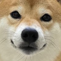 寵愛一生pets store🐶🐱