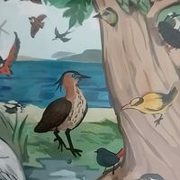 社團法人桃園鳥會官方群