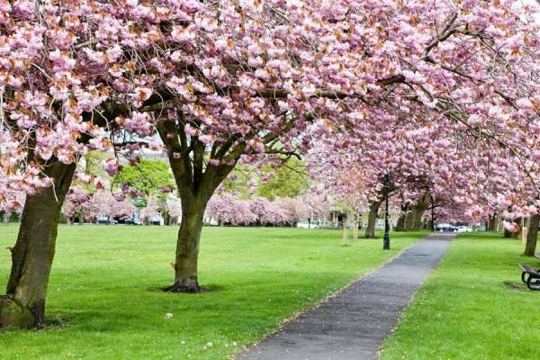 7 Tempat Wisata Di Indonesia Dengan Spot Bunga Sakura Cantik