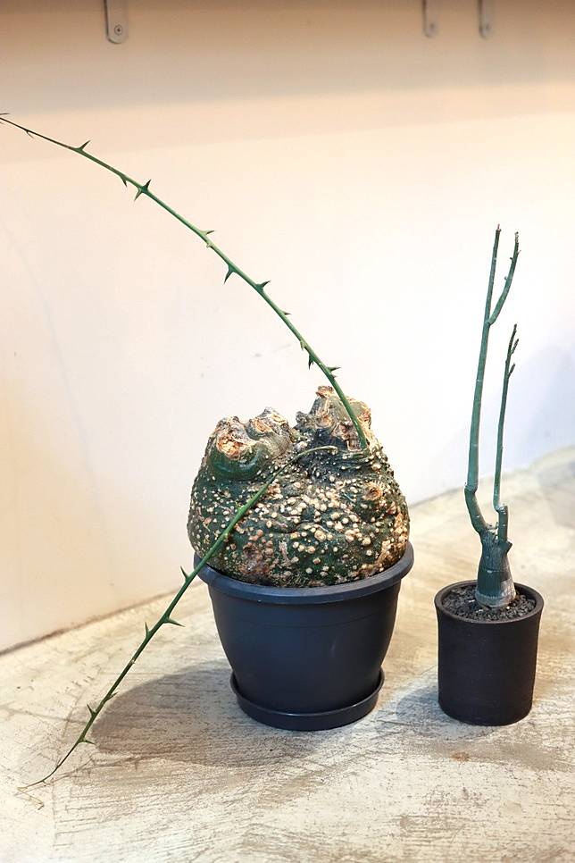 園藝變潮流 塊根 多肉植物多人like On Cc 東網 Line Today