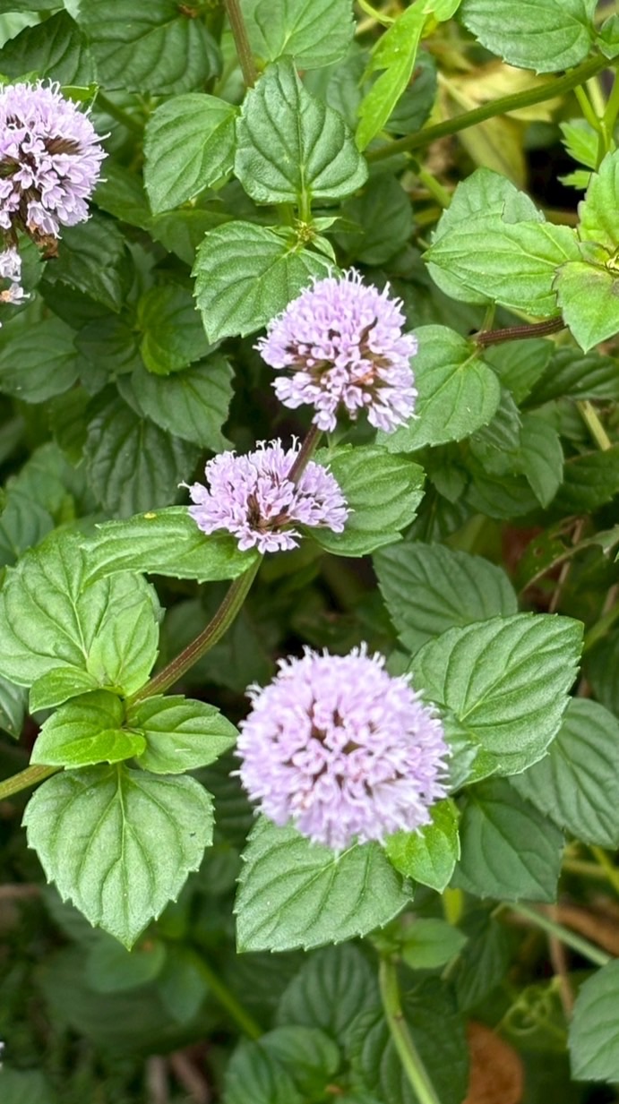園芸系なごやかカフェ