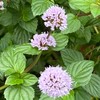 園芸系なごやかカフェ