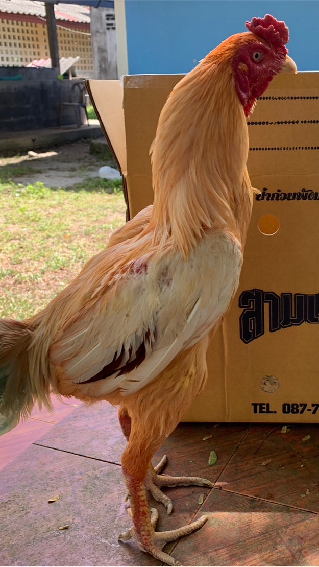 แลกเปลี่ยนเรียนรู้ ซื้อขาย.ไก่ชนเชิงและพม่า