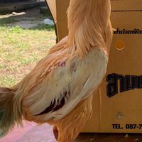 แลกเปลี่ยนเรียนรู้ ซื้อขาย.ไก่ชนเชิงและพม่า