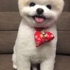 投顧破譯股票群