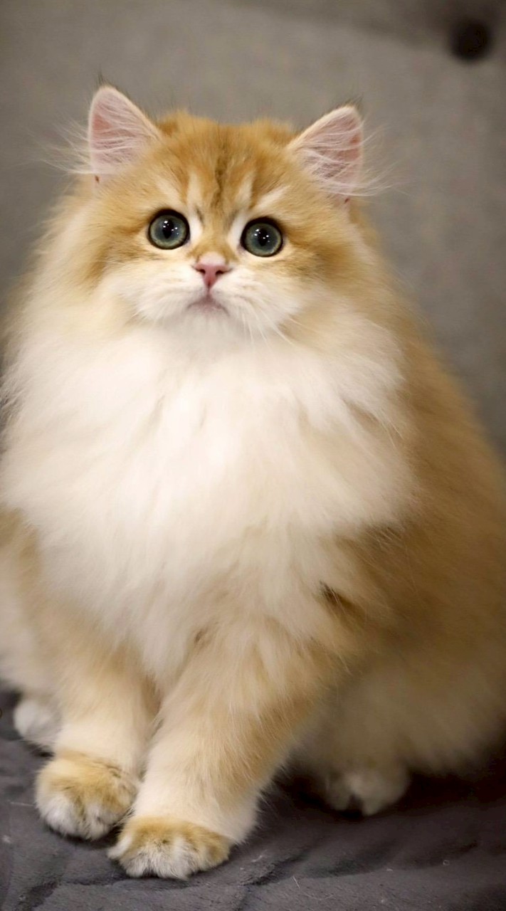 英國長毛貓-傻爸團隊