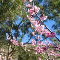BC姐妹聊心室