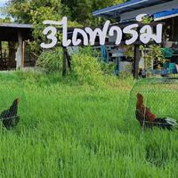 สามไถฟาร์ม