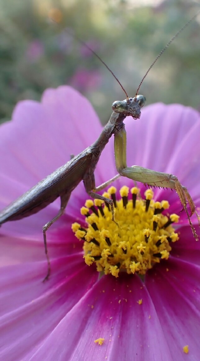 昆虫好き(特にカマキリ)の井戸端会議