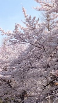 くにたち桜守　連絡グループ
