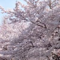 くにたち桜守　連絡グループ