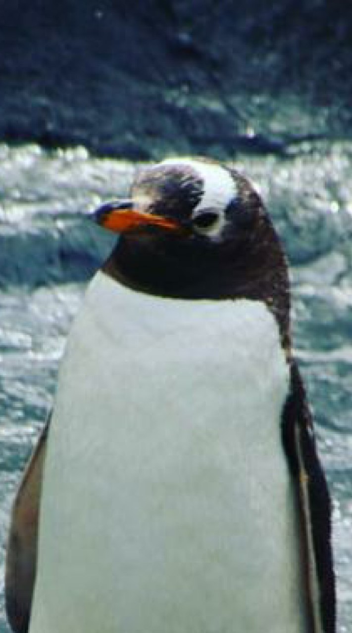 ペンギンと秘密の部屋のオープンチャット