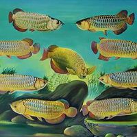 BULANA AROWANA DRAGON