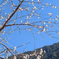 115-01-16武界雲海民宿