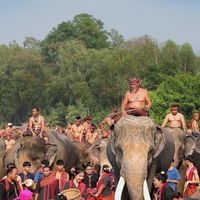 ช้างสุรินทร์พัฒน์