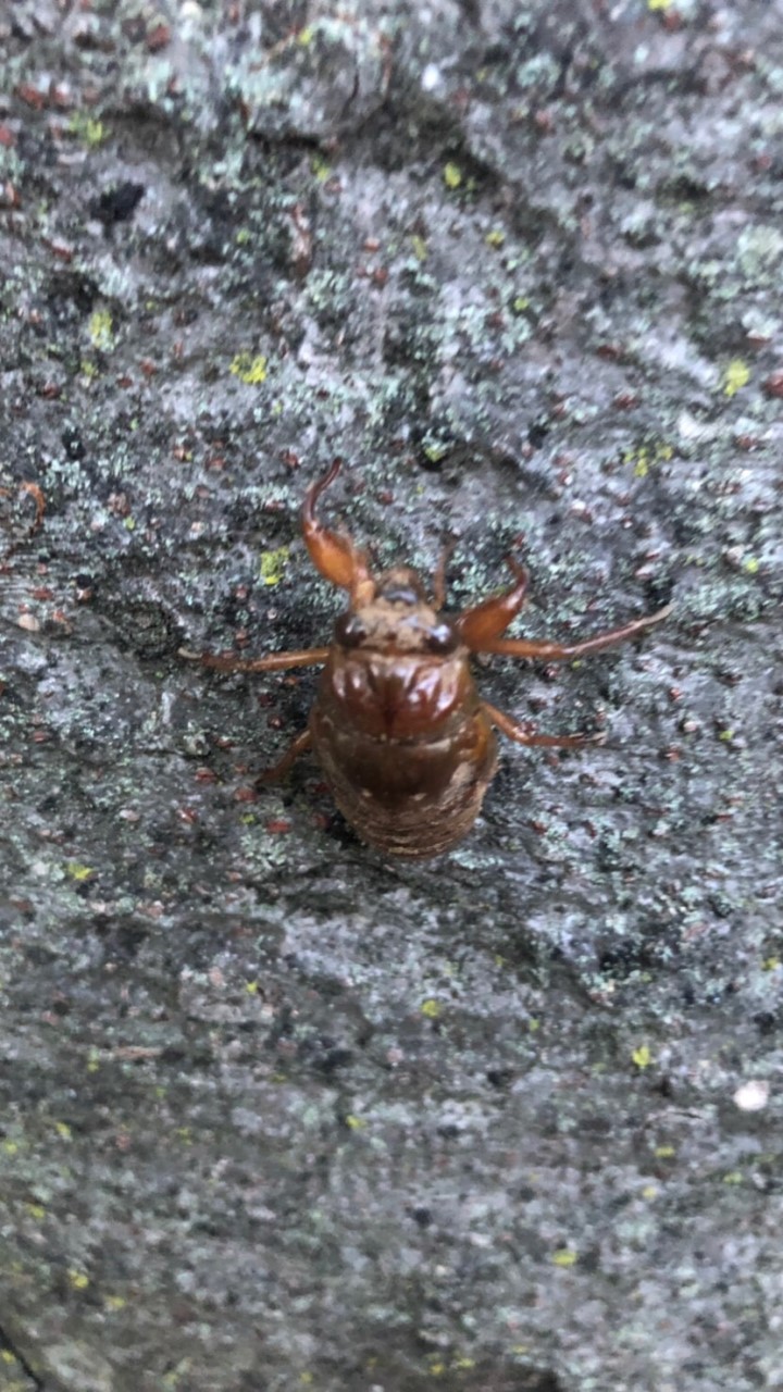 セミ cicada
