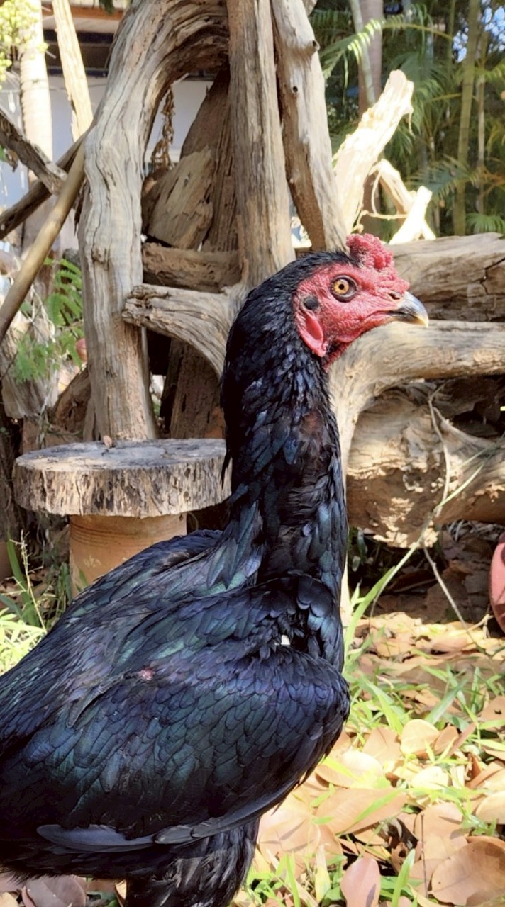 ซุ้ม Setthawut farm ไก่ชนคนล่าฝัน