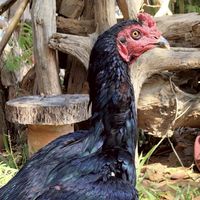 ซุ้ม Setthawut farm ไก่ชนคนล่าฝัน