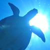 ウミガメのスープ