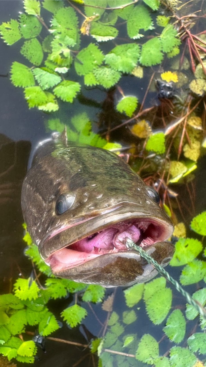 雷魚フィッシング