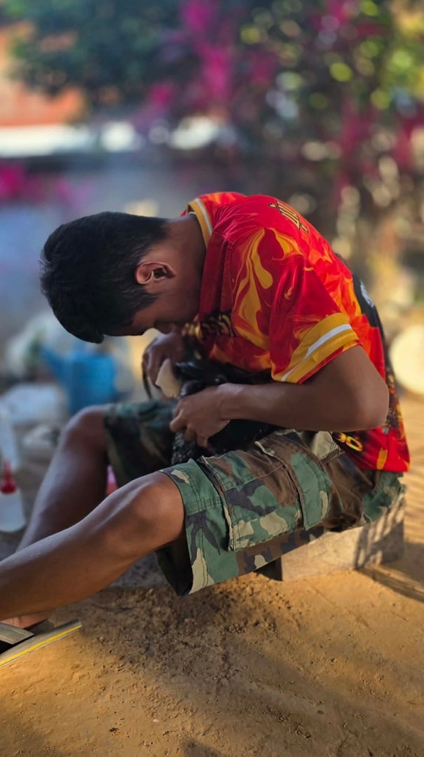 ขายไก่ชน 1 ปิยวัฒน์ ฟาร์ม