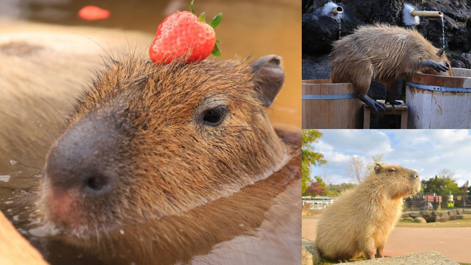 水豚玫瑰露天風呂