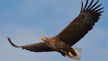 風車下折翼的雀鳥亡魂