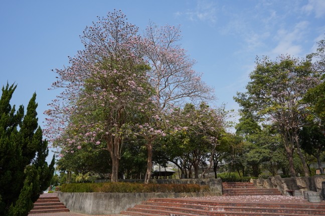 台中公園,台中東英公園,台中洋紅風鈴木,東英公園,東英公園網球場,松鼠公園,洋紅風鈴木,苦楝花,阿勃勒