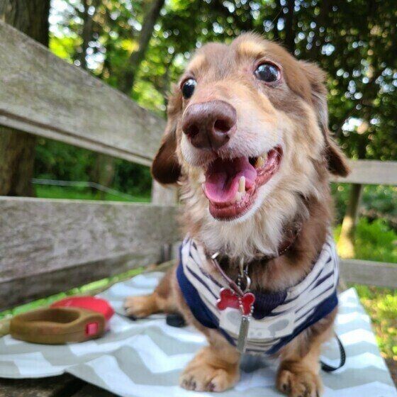 犬から好かれやすい人 嫌われやすい人って どんな人 いぬのきもちnews