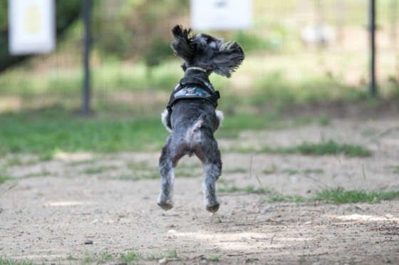 犬もしゃっくりする 病気が原因になるケースは