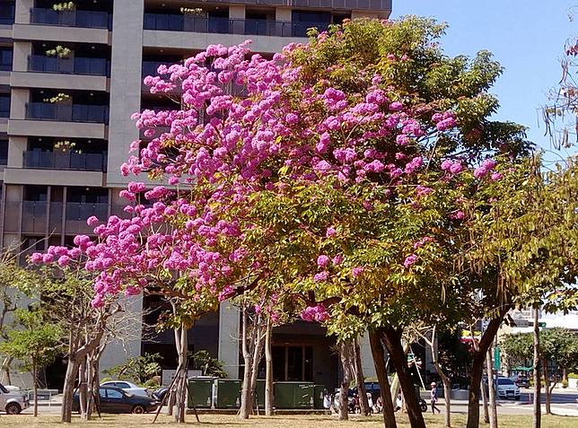 暖冬樹木提前開花中市公園可追花賞樹 中央通訊社 Line Today