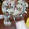 紅尾幫