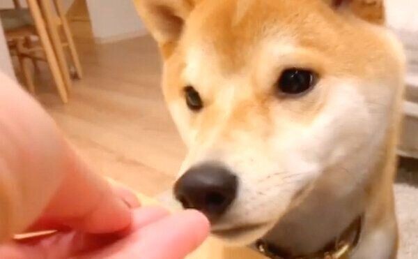 柴犬かぼすちゃんへ そこにいてくれるだけでありがとう