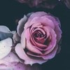折薔薇也　＿　固定カプ　🥀