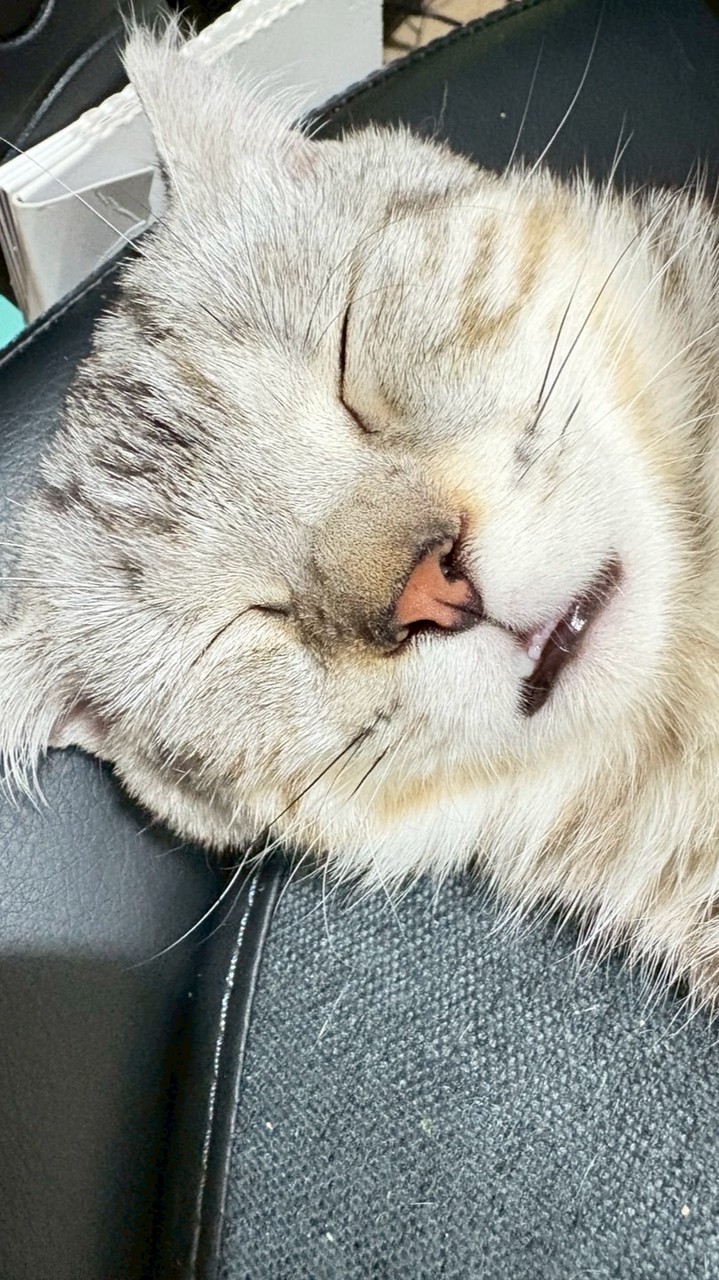 🌼小花喵日本商品