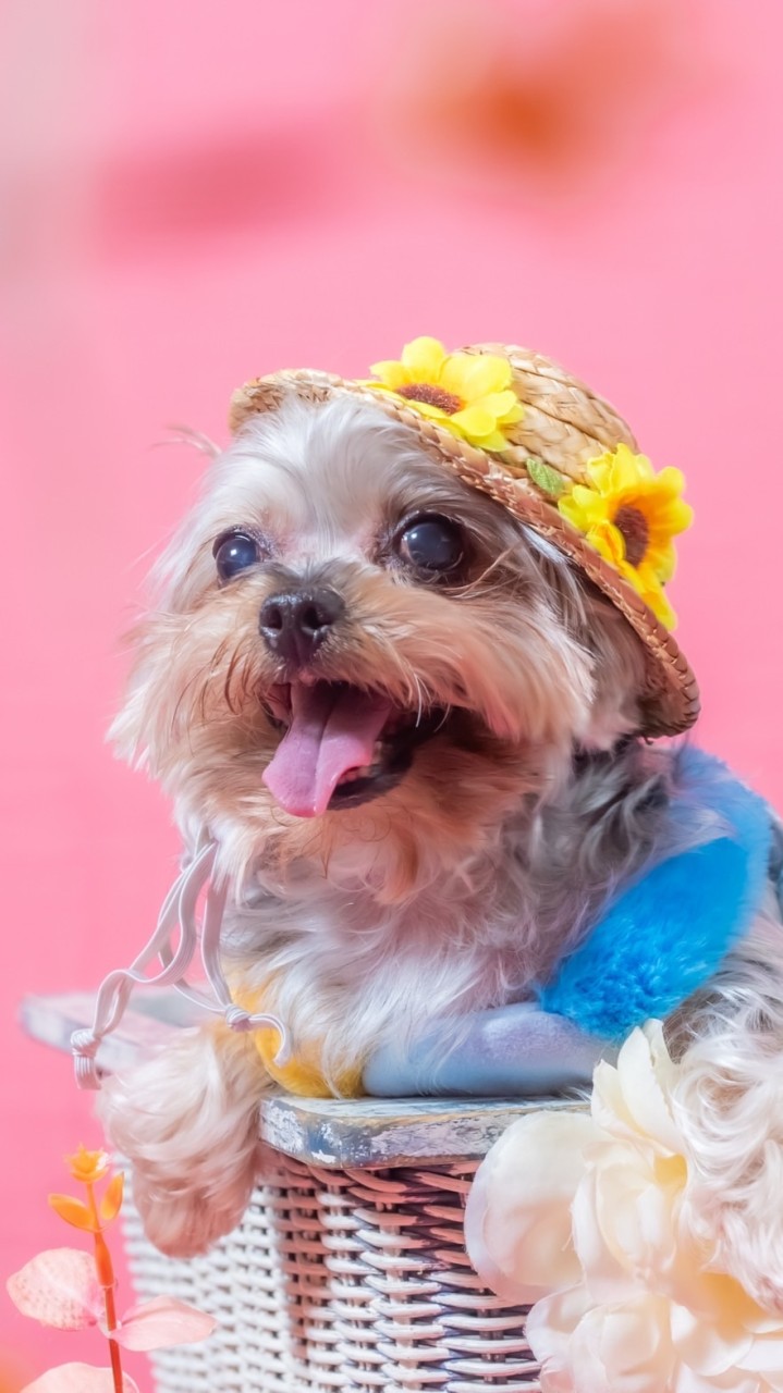 🐶約克夏．約一下🐶