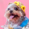 🐶約克夏．約一下🐶