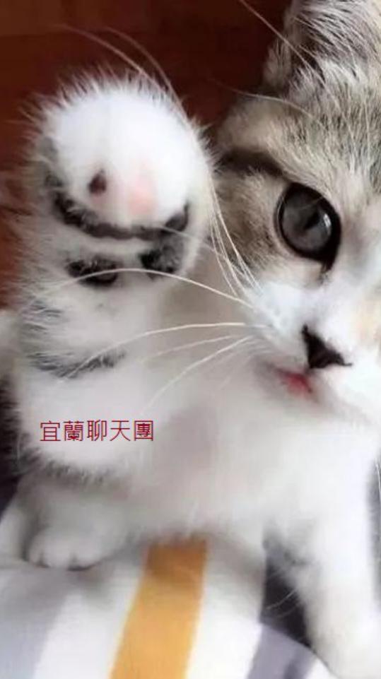 宜蘭聊天室