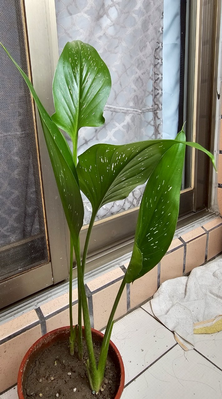 小恭