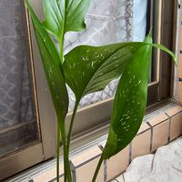 小恭