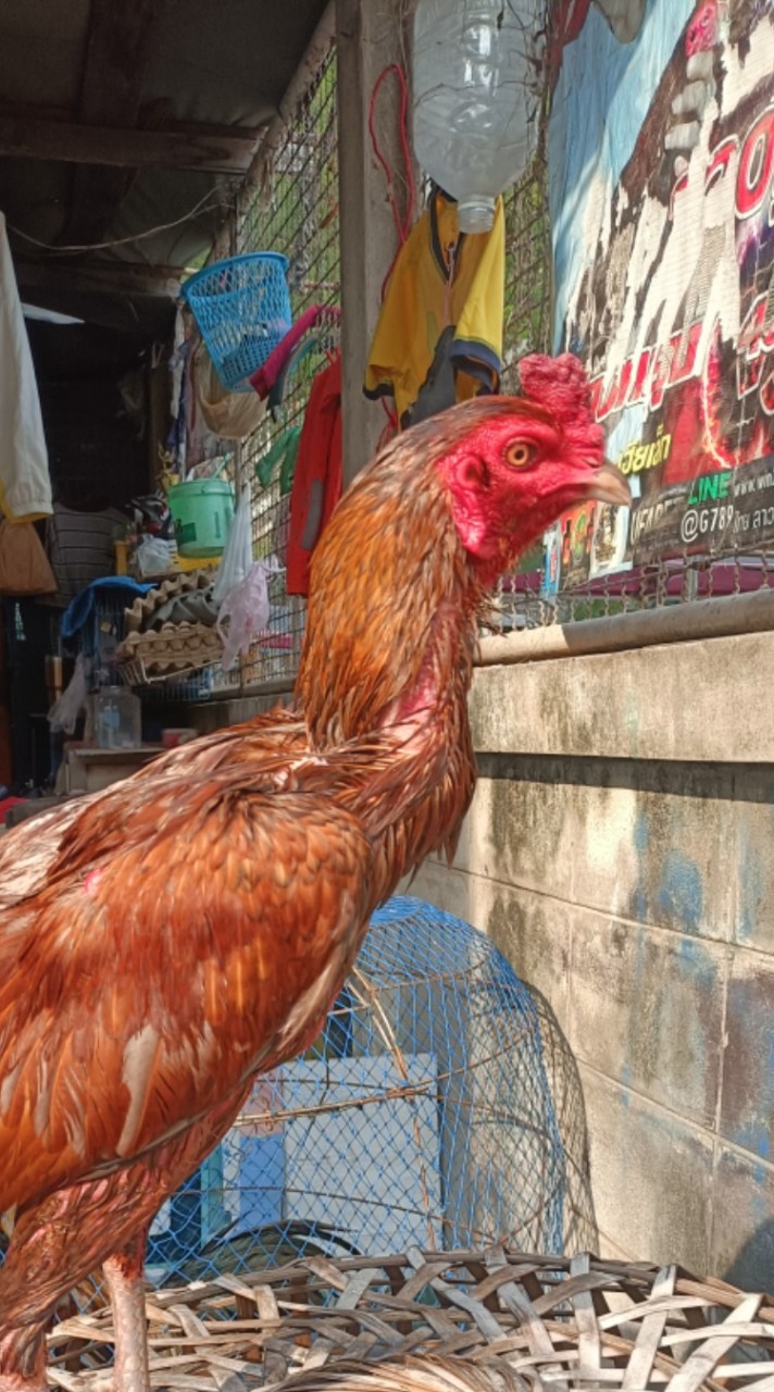Issara Farm Kaichon