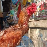 Issara Farm Kaichon