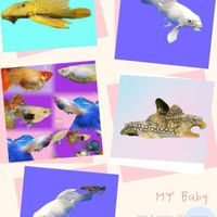 熊貓🐼 超級魚食-叼小魚聖品-高蛋白-異形專用-產品品質優-嗜口性佳-歡迎下單💞
