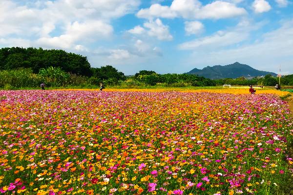 萬坪花海秘境藏都會 手作美拍浪漫滿分 景點家 Line Today