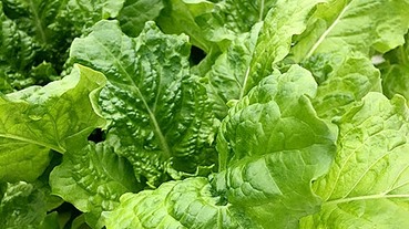 夏天蔬菜總整理！夏季蔬菜養生秘訣，什麼蔬菜最能開胃、美白、殺菌？