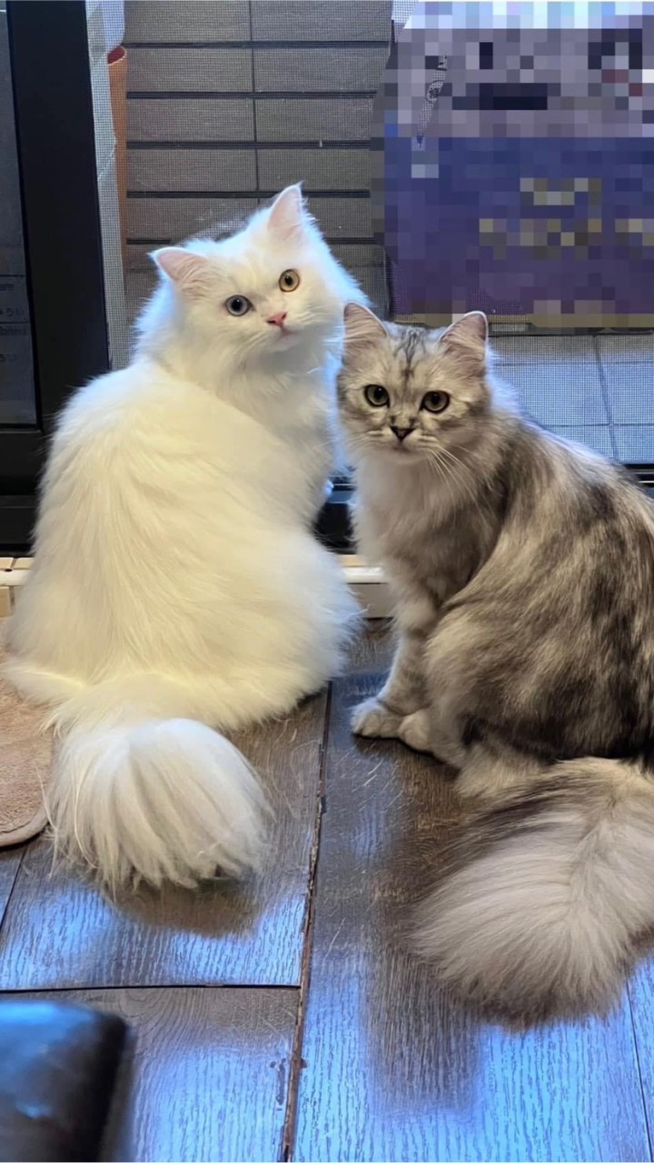 🐈喵媽咪🐈