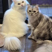 🐈喵媽咪🐈