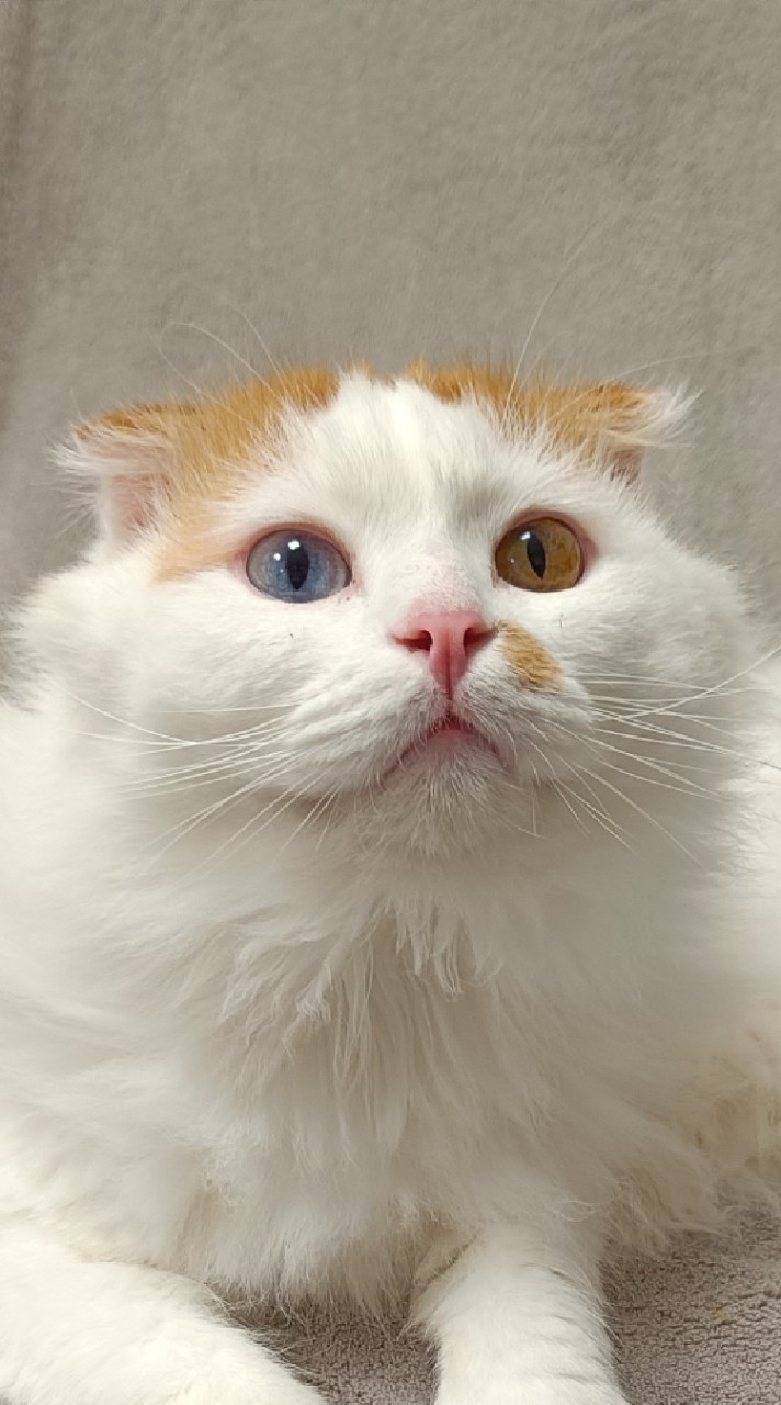有貓有狗