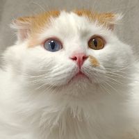 有貓有狗
