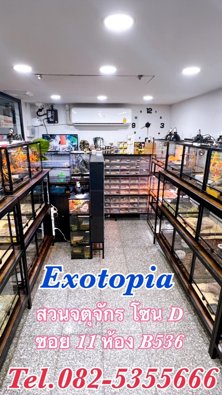 ซื้อ-ขายสัตว์เลี้ยงExotic By Exotopia